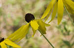 Pinnate prairie coneflower